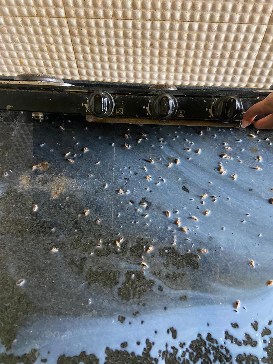 Saurabh Pest Control