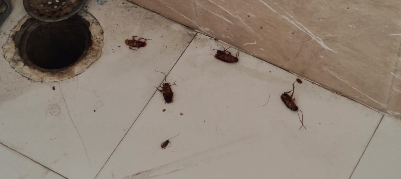 Saurabh Pest Control