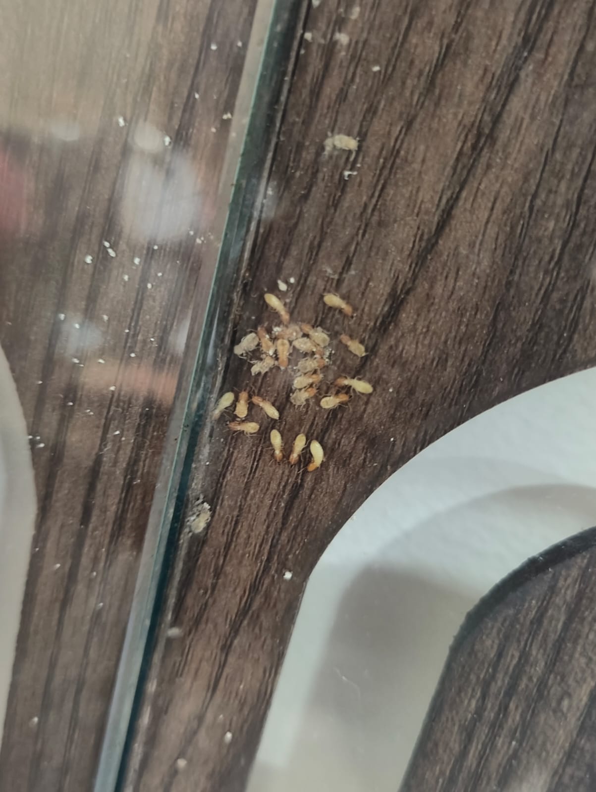 Saurabh Pest Control