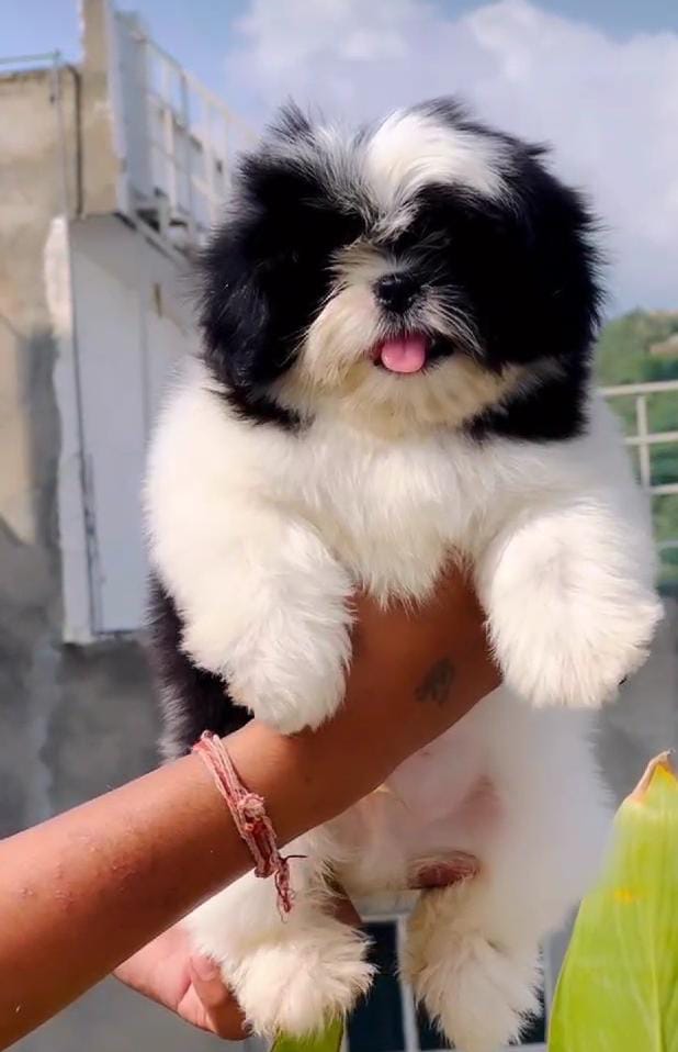 Sharma Pet Shop