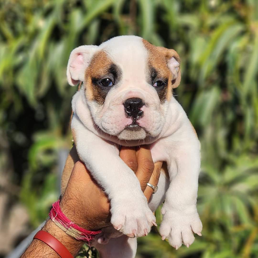 Sharma Pet Shop