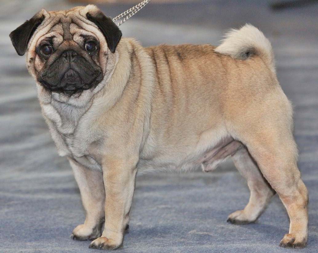 Sharma Pet Shop