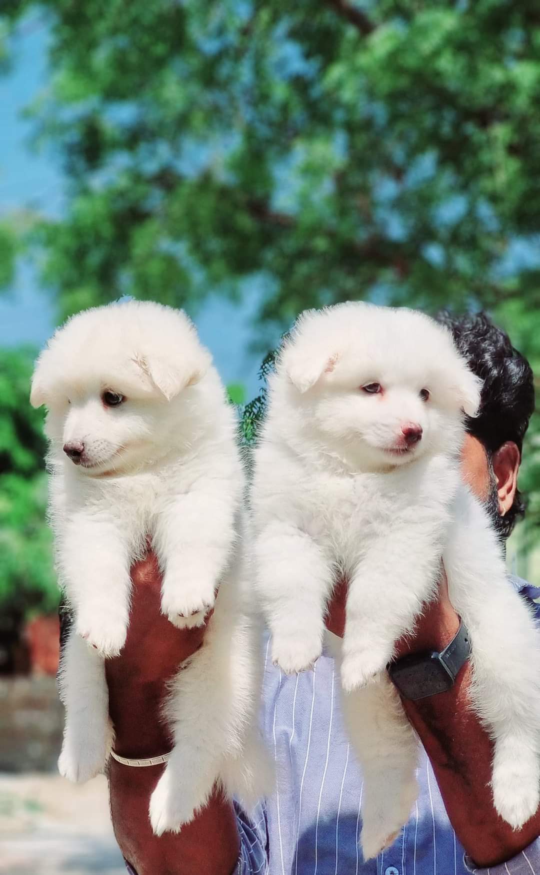 Sharma Pet Shop