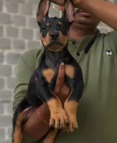 Sharma Pet Shop