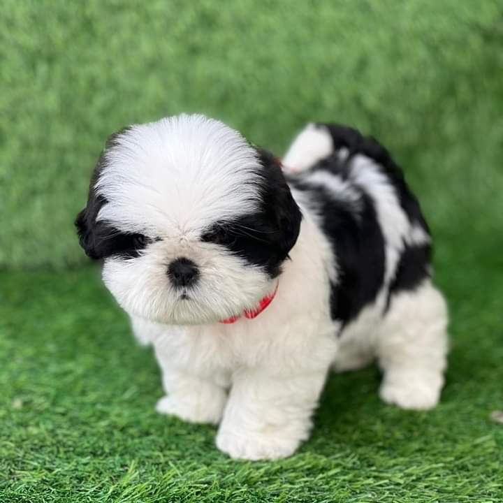 Sharma Pet Shop