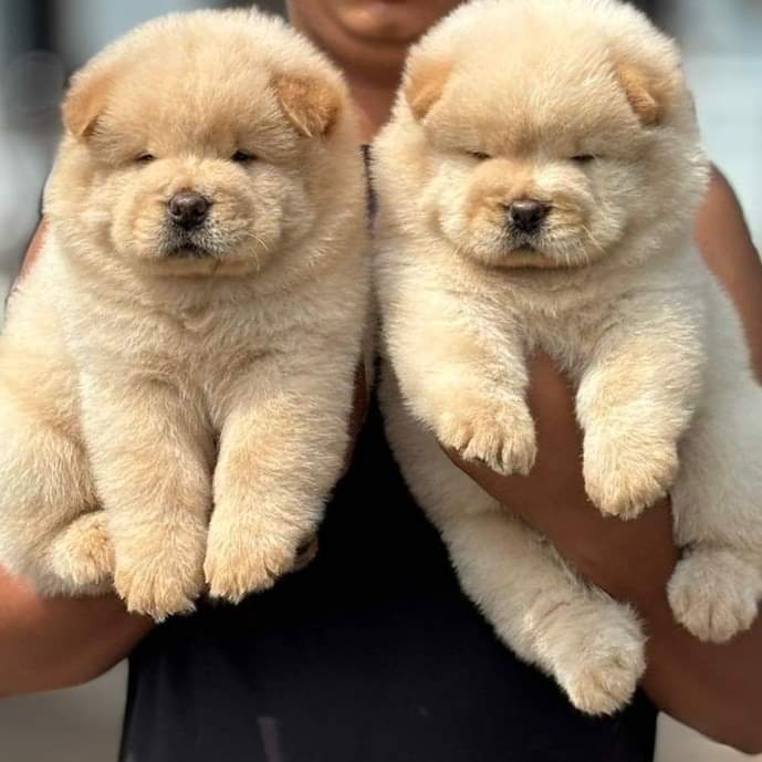 Sharma Pet Shop