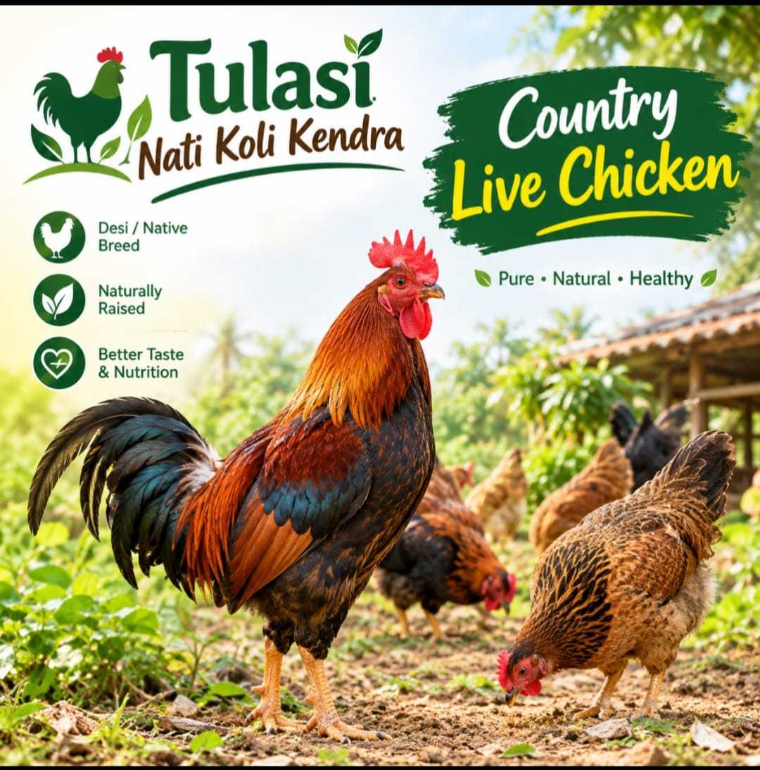 TULASI NATI KOLI LIVE CHICKEN - Image 1