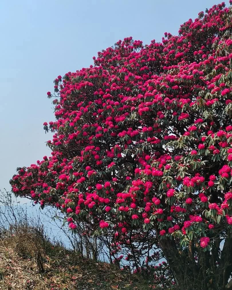 Mahi Tours And Travels