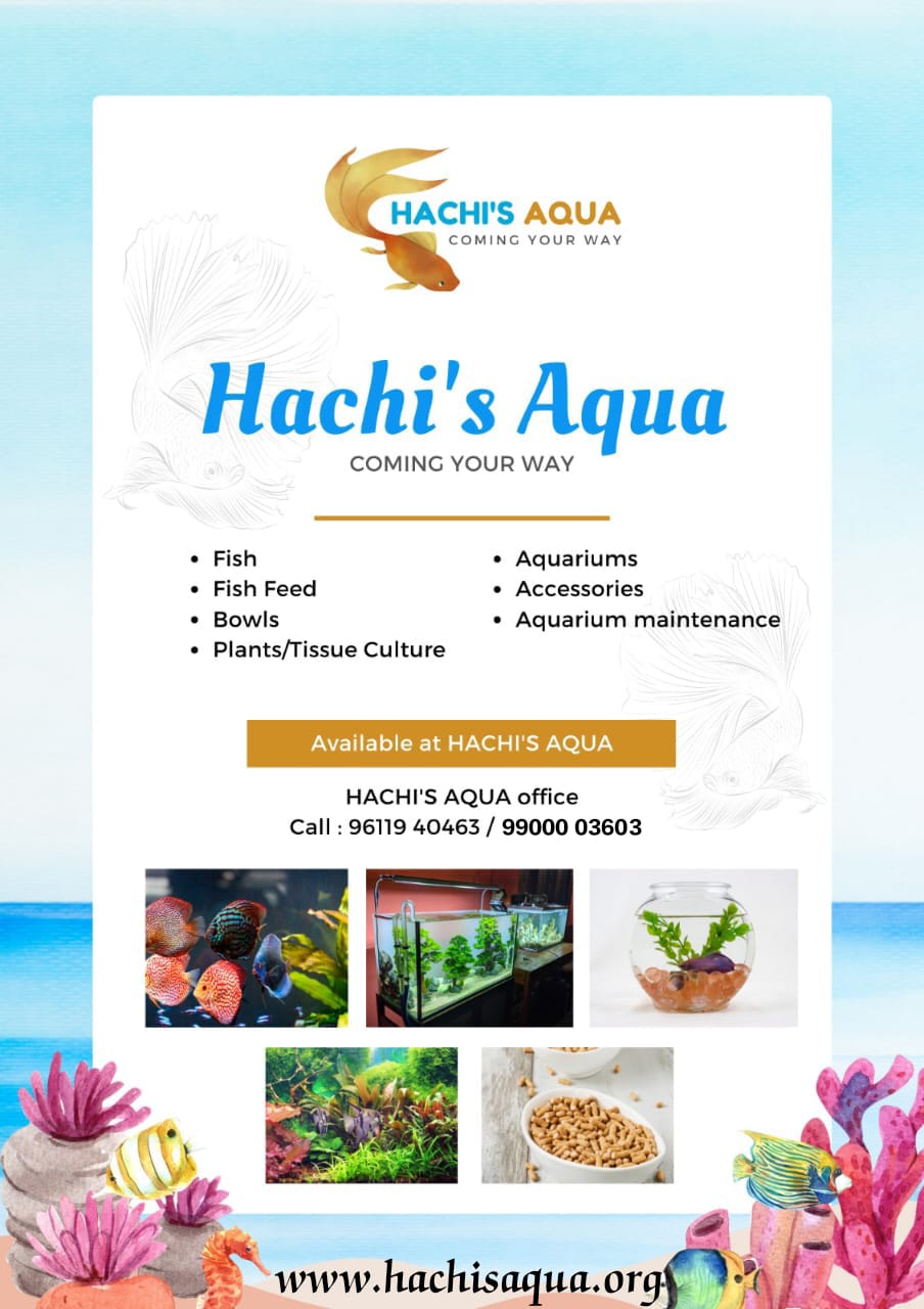 HACHI'S AQUA