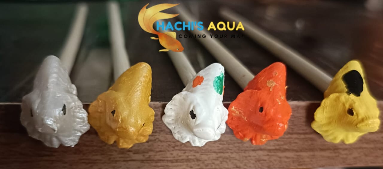 HACHI'S AQUA