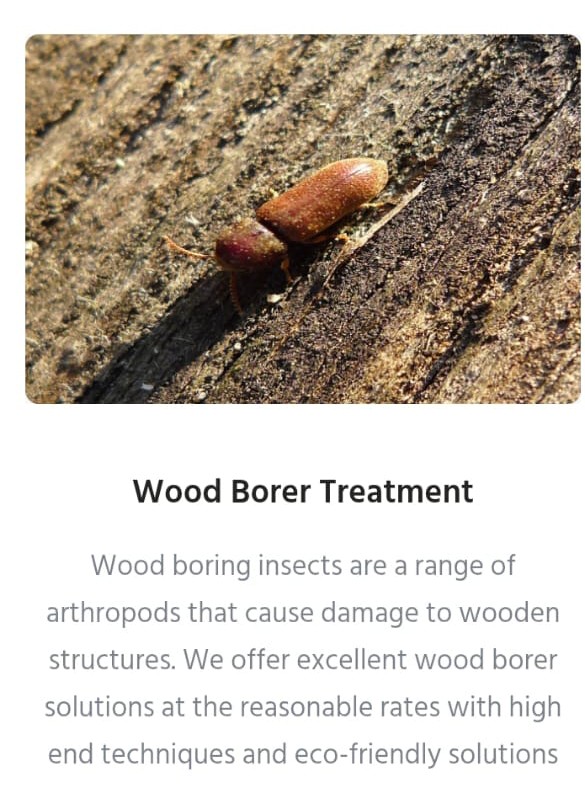🌍 All Pest Solution - Eco-Friendly Pest Control Services 🌿