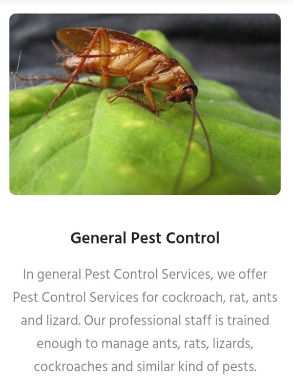 🌍 All Pest Solution - Eco-Friendly Pest Control Services 🌿