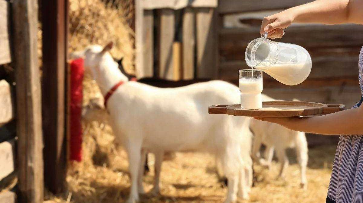 ORGANIC GOAT MILK